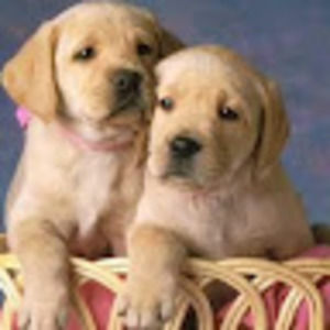 Meet your Posher, Giulia